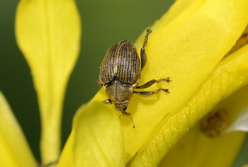 Mononychus punctumalbum